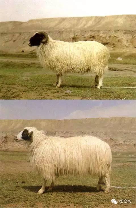 现在羊的品种最好的是什么品种,羊品种大全