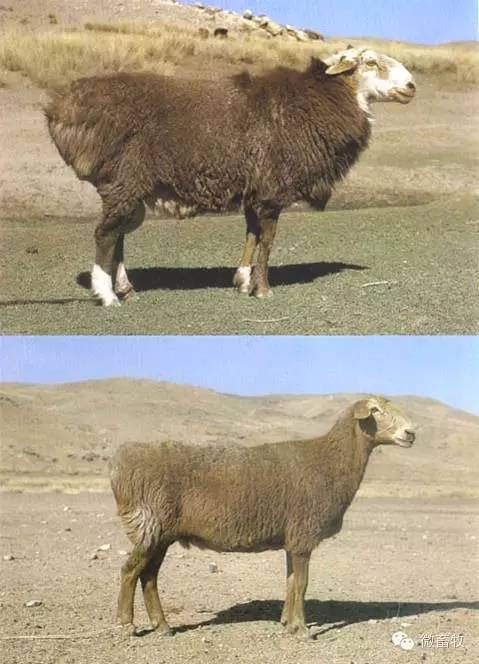 现在羊的品种最好的是什么品种,羊品种大全