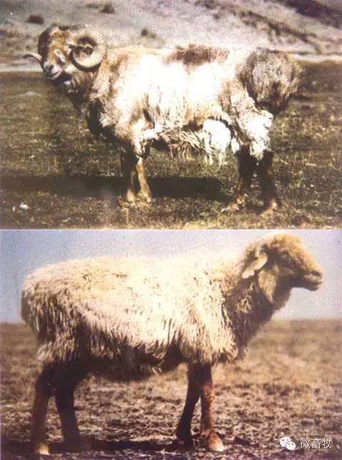 现在羊的品种最好的是什么品种,羊品种大全