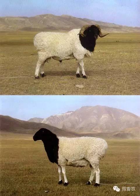现在羊的品种最好的是什么品种,羊品种大全