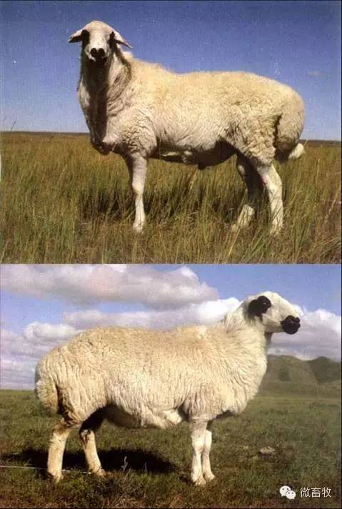 现在羊的品种最好的是什么品种,羊品种大全