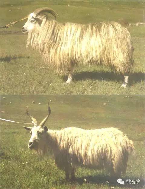 现在羊的品种最好的是什么品种,羊品种大全