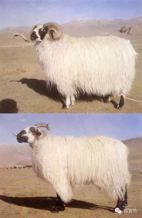 现在羊的品种最好的是什么品种,羊品种大全