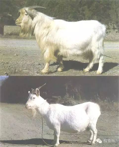 现在羊的品种最好的是什么品种,羊品种大全