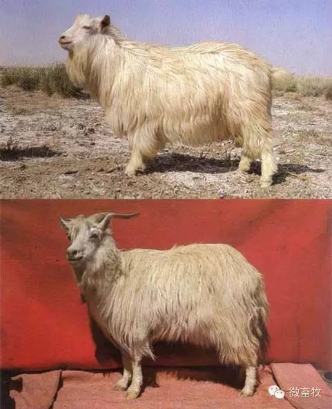 现在羊的品种最好的是什么品种,羊品种大全
