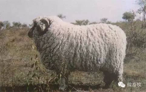 现在羊的品种最好的是什么品种,羊品种大全