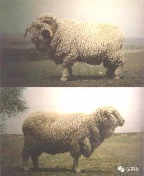 现在羊的品种最好的是什么品种,羊品种大全