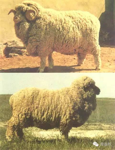 现在羊的品种最好的是什么品种,羊品种大全