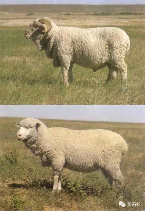 现在羊的品种最好的是什么品种,羊品种大全