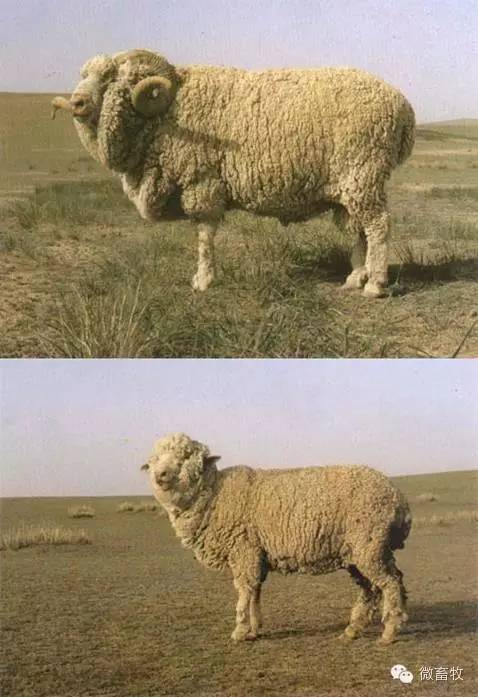 现在羊的品种最好的是什么品种,羊品种大全