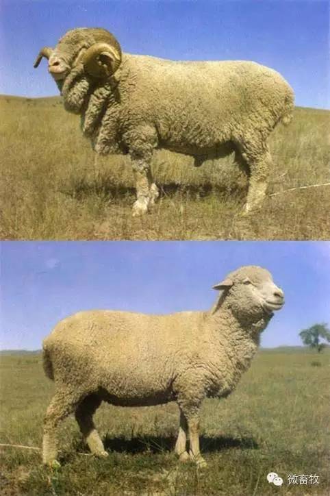 现在羊的品种最好的是什么品种,羊品种大全