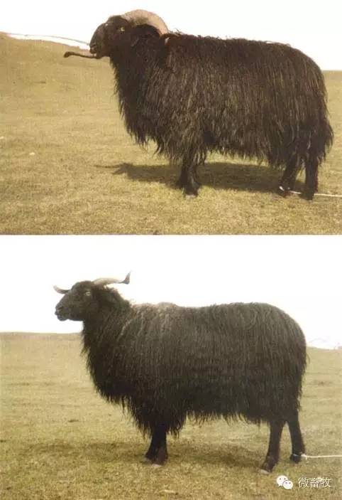 现在羊的品种最好的是什么品种,羊品种大全