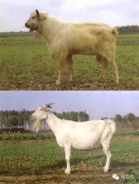 现在羊的品种最好的是什么品种,羊品种大全