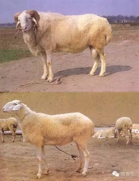 现在羊的品种最好的是什么品种,羊品种大全