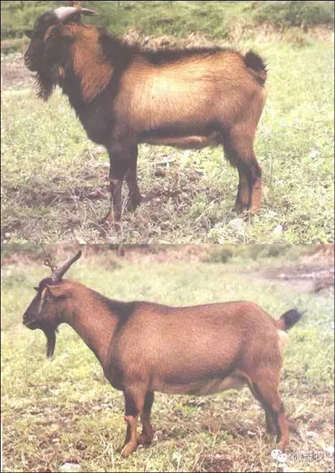 现在羊的品种最好的是什么品种,羊品种大全