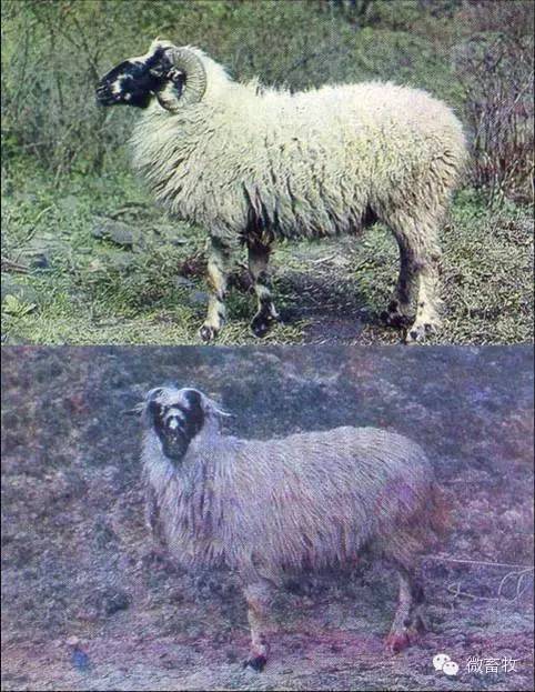 现在羊的品种最好的是什么品种,羊品种大全
