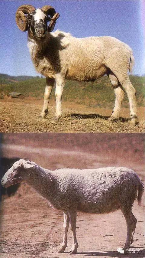 现在羊的品种最好的是什么品种,羊品种大全