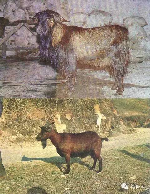 现在羊的品种最好的是什么品种,羊品种大全