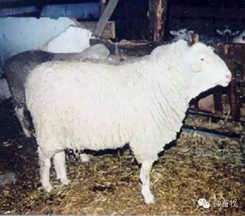 现在羊的品种最好的是什么品种,羊品种大全