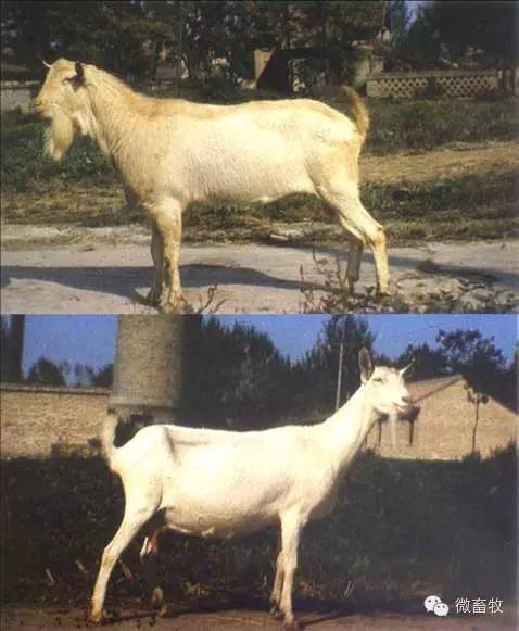 现在羊的品种最好的是什么品种,羊品种大全