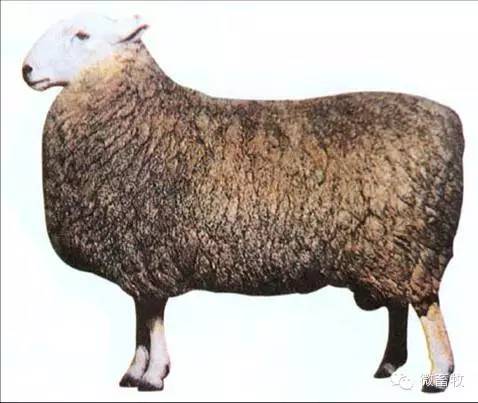现在羊的品种最好的是什么品种,羊品种大全