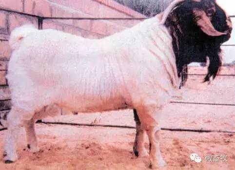 现在羊的品种最好的是什么品种,羊品种大全