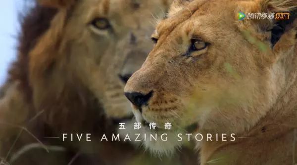 独家透视|2019年四大视频网站片单起底:差异化之下的七大趋势