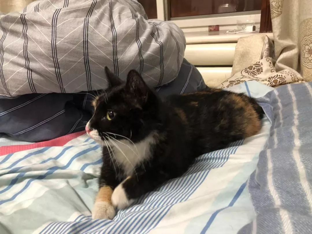 看猫咪如何对狗狗大打出手,猫狗大战猫咪