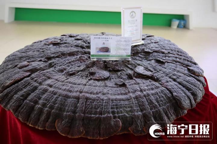 海宁下沙网红乐园,海宁下沙好玩的游乐场