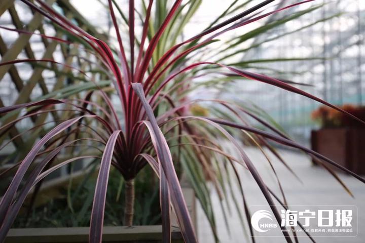 海宁下沙网红乐园,海宁下沙好玩的游乐场