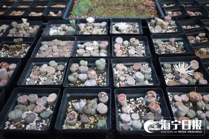 海宁下沙网红乐园,海宁下沙好玩的游乐场