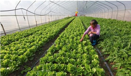 农村做什么项目有发展,4个目前农村热门种植项目