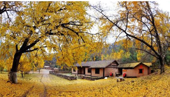 农村做什么项目有发展,4个目前农村热门种植项目