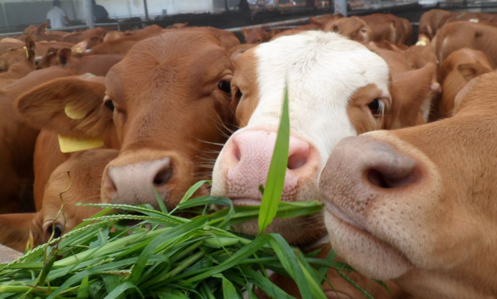 农村做什么项目有发展,4个目前农村热门种植项目