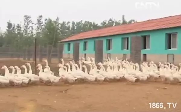 致富经马印明养鹅视频,马印明养鹅技术视频