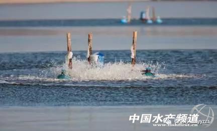 鱼病防治,渔药治渔病