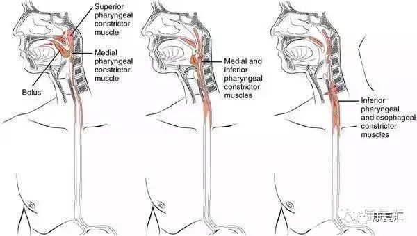 康复吞咽手法,康复科言语吞咽治疗简介