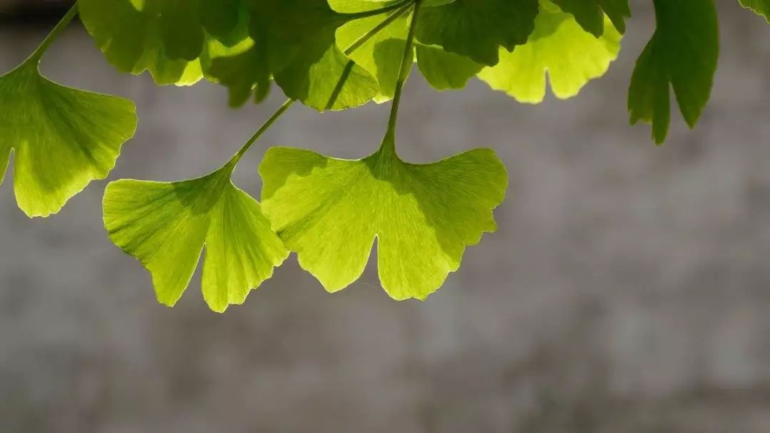 这份来自崇明银杏的滋润，你心动了吗？