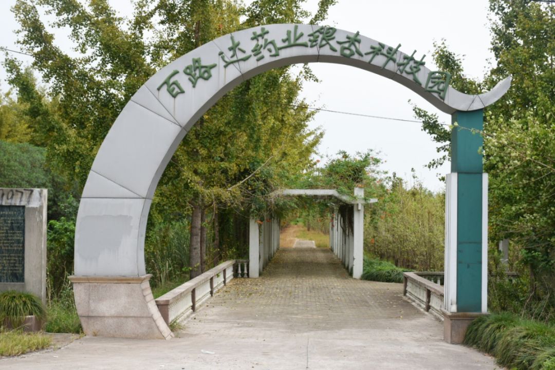 这份来自崇明银杏的滋润，你心动了吗？