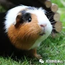 兔兔这么可爱为什么要吃它,兔兔这么可爱为什么要吃兔兔呢