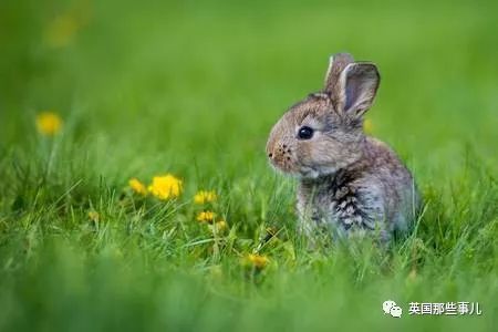 兔兔这么可爱为什么要吃它,兔兔这么可爱为什么要吃兔兔呢