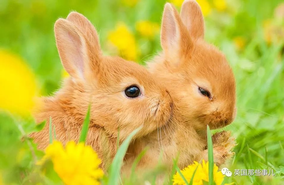 兔兔这么可爱为什么要吃它,兔兔这么可爱为什么要吃兔兔呢