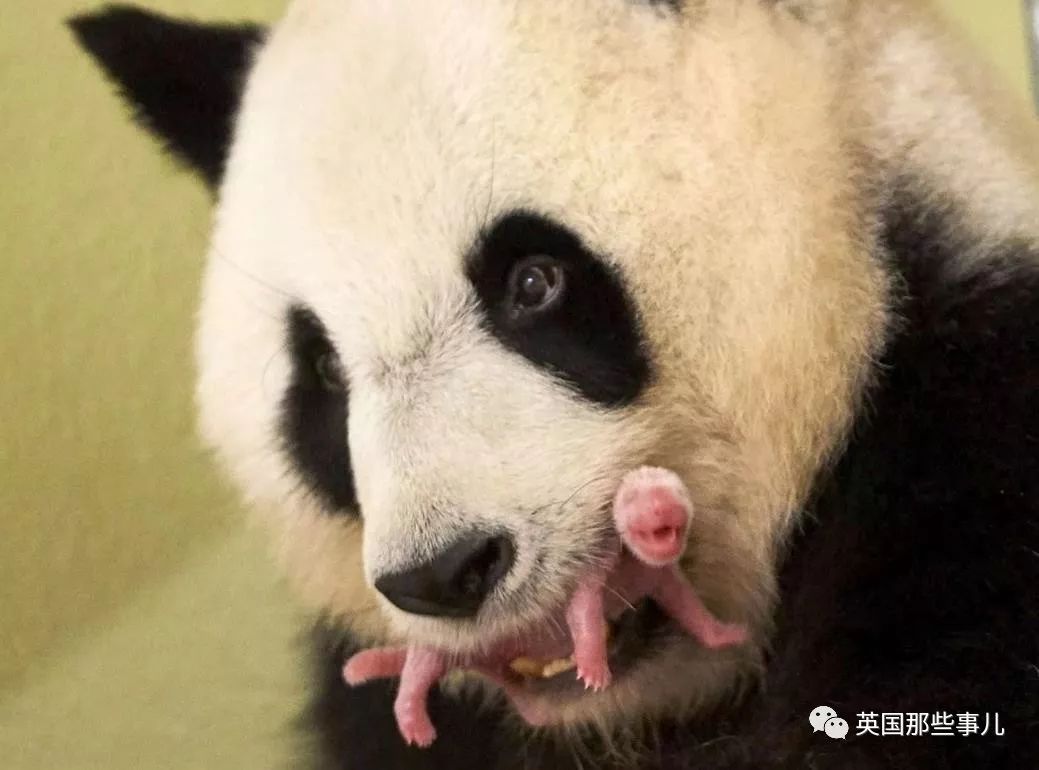 兔兔这么可爱为什么要吃它,兔兔这么可爱为什么要吃兔兔呢