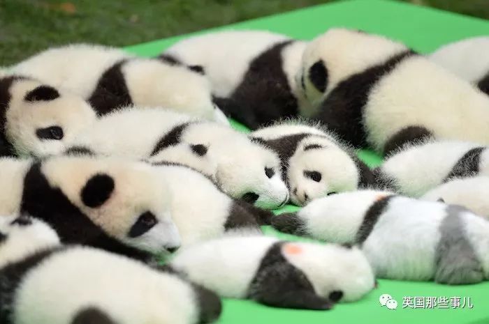 兔兔这么可爱为什么要吃它,兔兔这么可爱为什么要吃兔兔呢