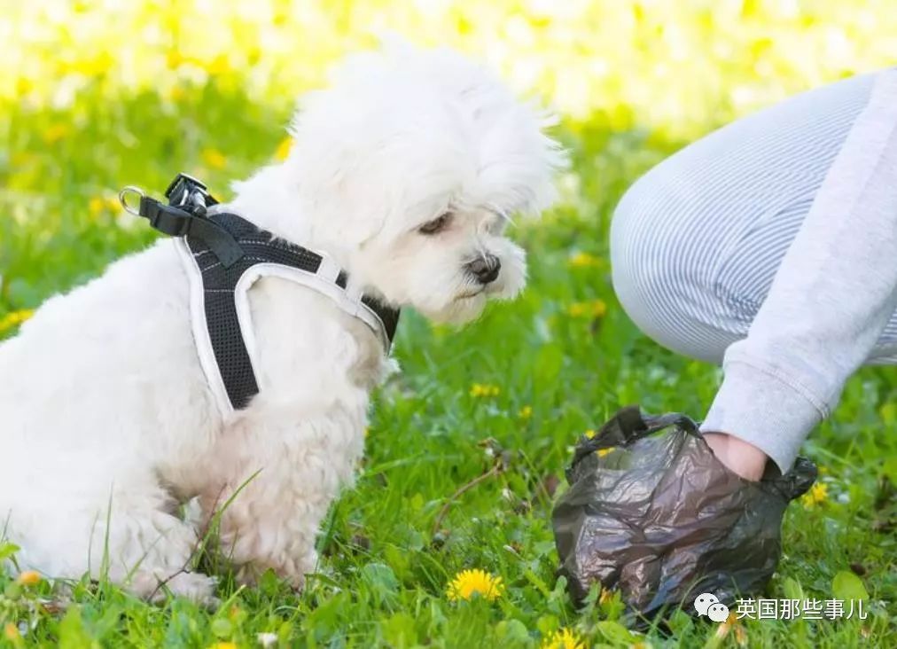 兔兔这么可爱为什么要吃它,兔兔这么可爱为什么要吃兔兔呢