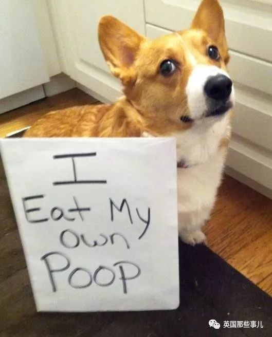 兔兔这么可爱为什么要吃它,兔兔这么可爱为什么要吃兔兔呢