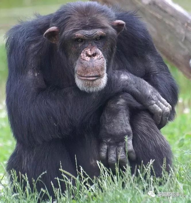 兔兔这么可爱为什么要吃它,兔兔这么可爱为什么要吃兔兔呢