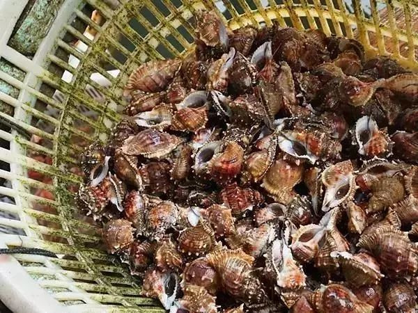 别去鼓浪屿挤了!佛山周边的5个小渔村!新鲜海鲜、绝美小桂林饱足眼福!