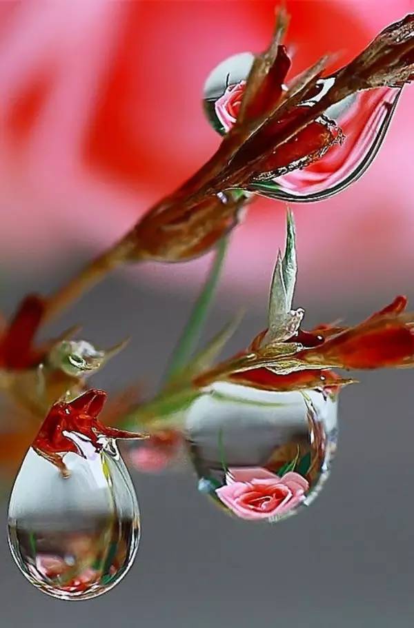 水中花，美翻了！