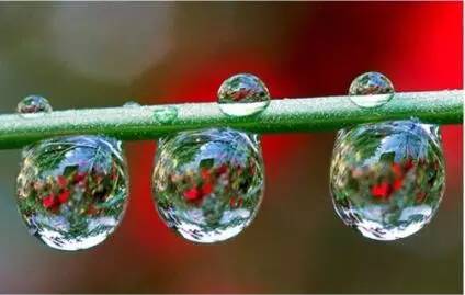 水中花，美翻了！